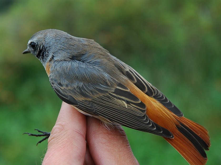 Common Redstart, Sundre 20070822